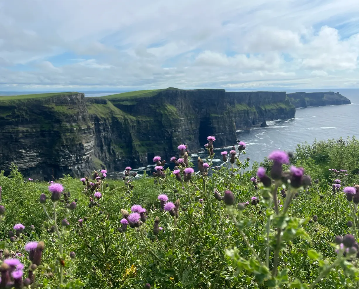 Cliffs of Moher behind shrubbery