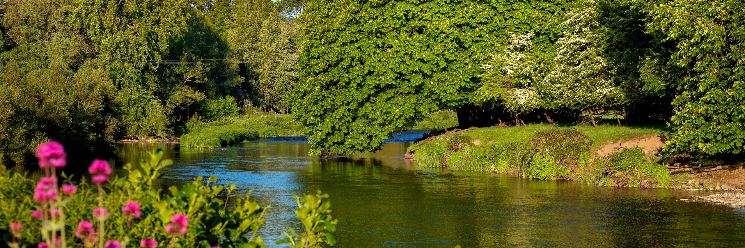 River Nore going through greenery