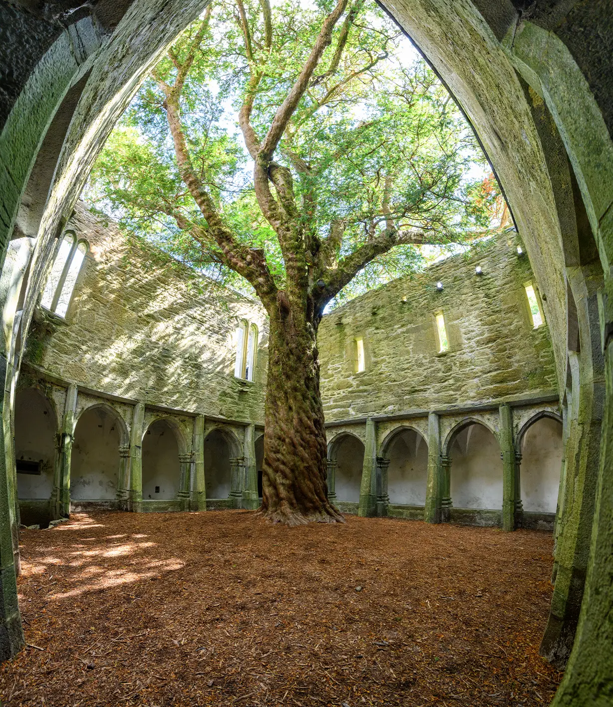 Large tree in internal courtyard of old building