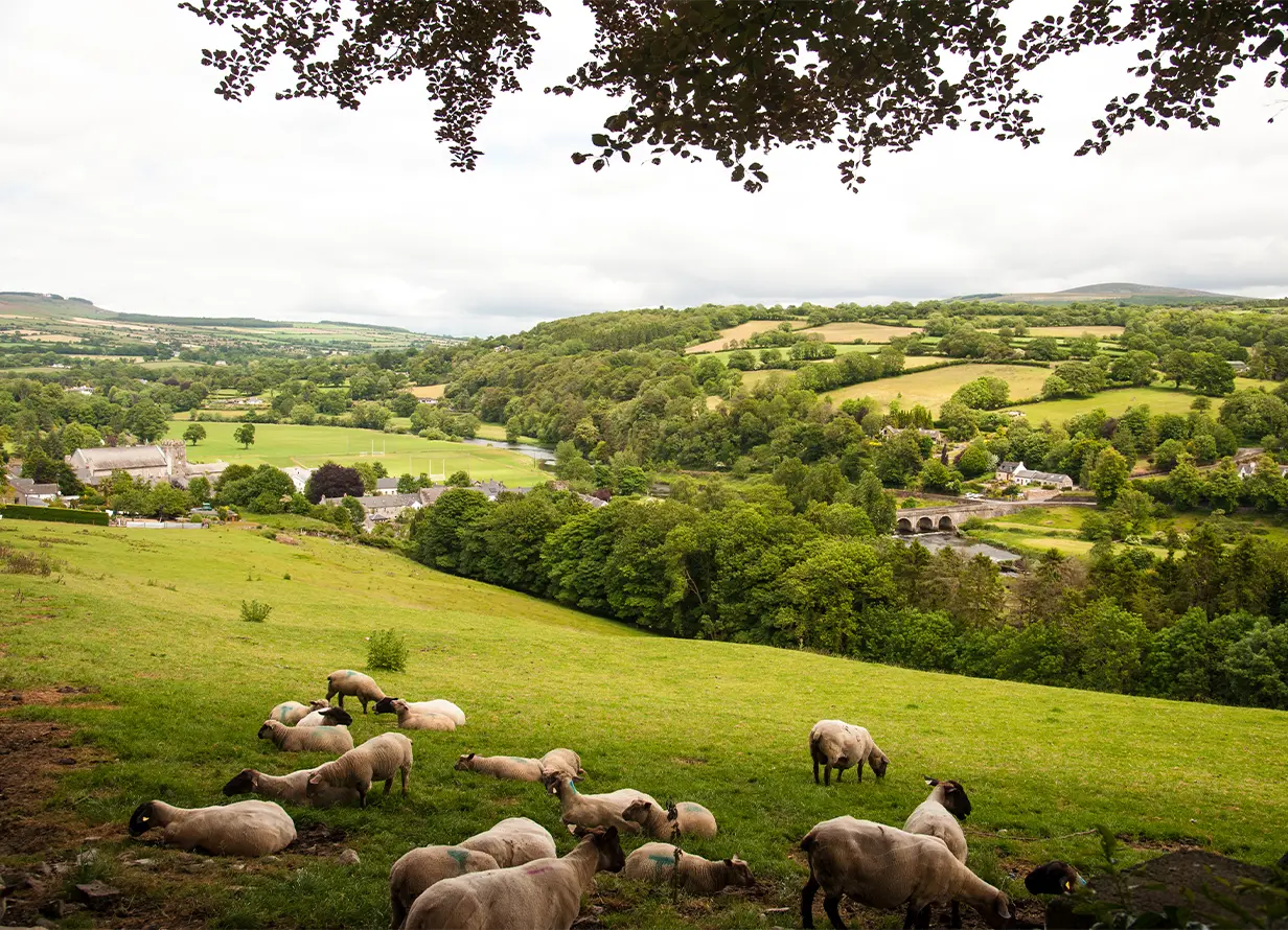 Sheep Grazing on Hillside